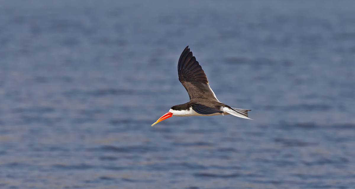 African Skimmer