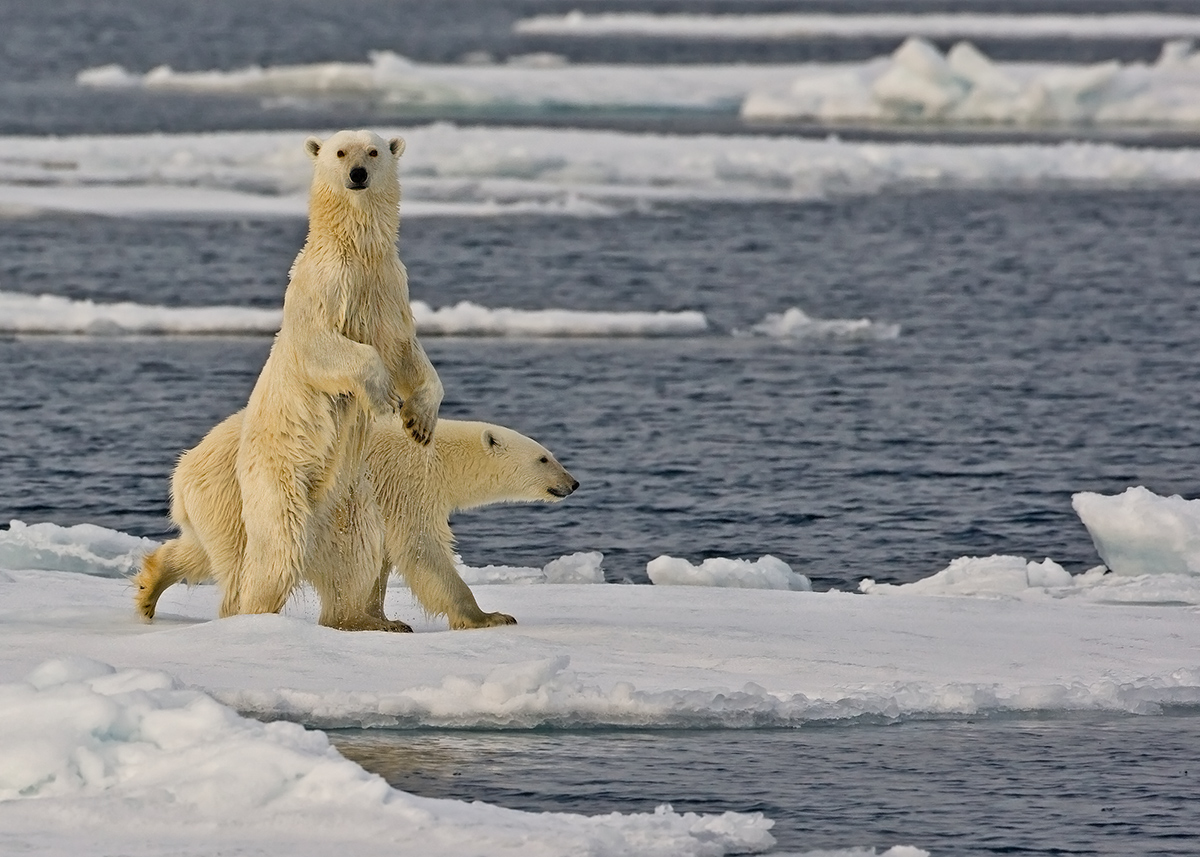 Return To Svalbard