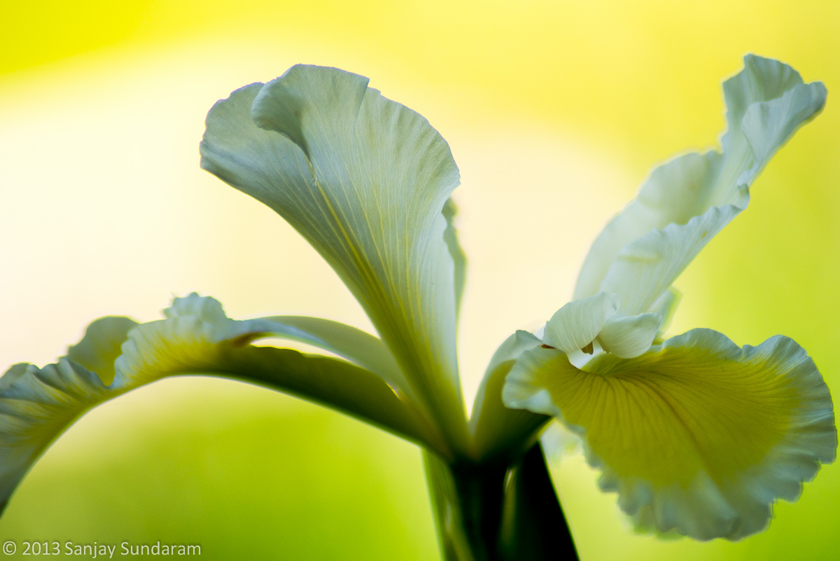 Difficult Iris