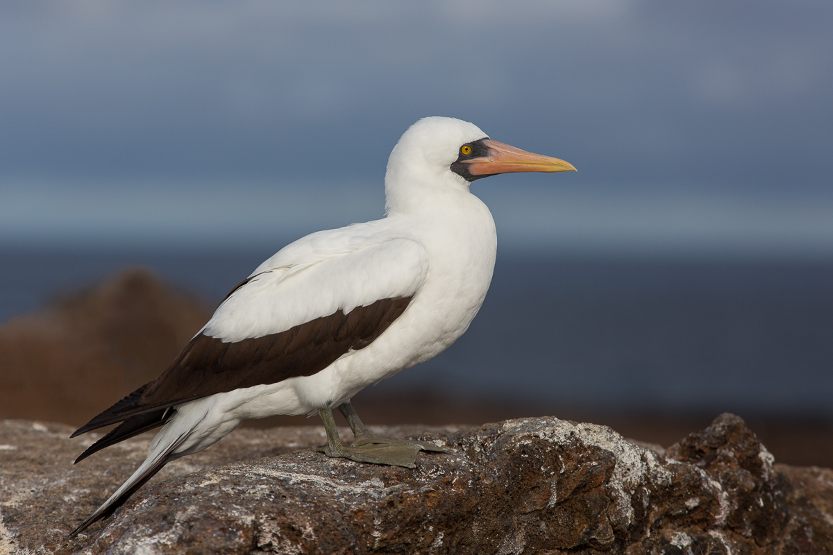 Nazca Booby