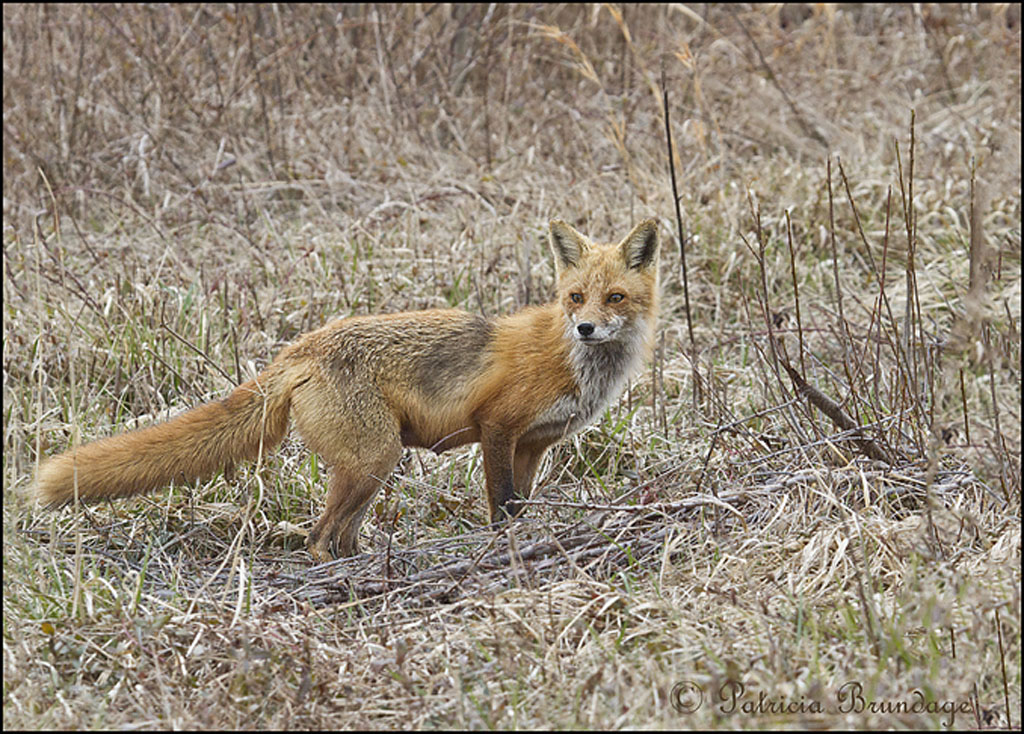 Red Fox