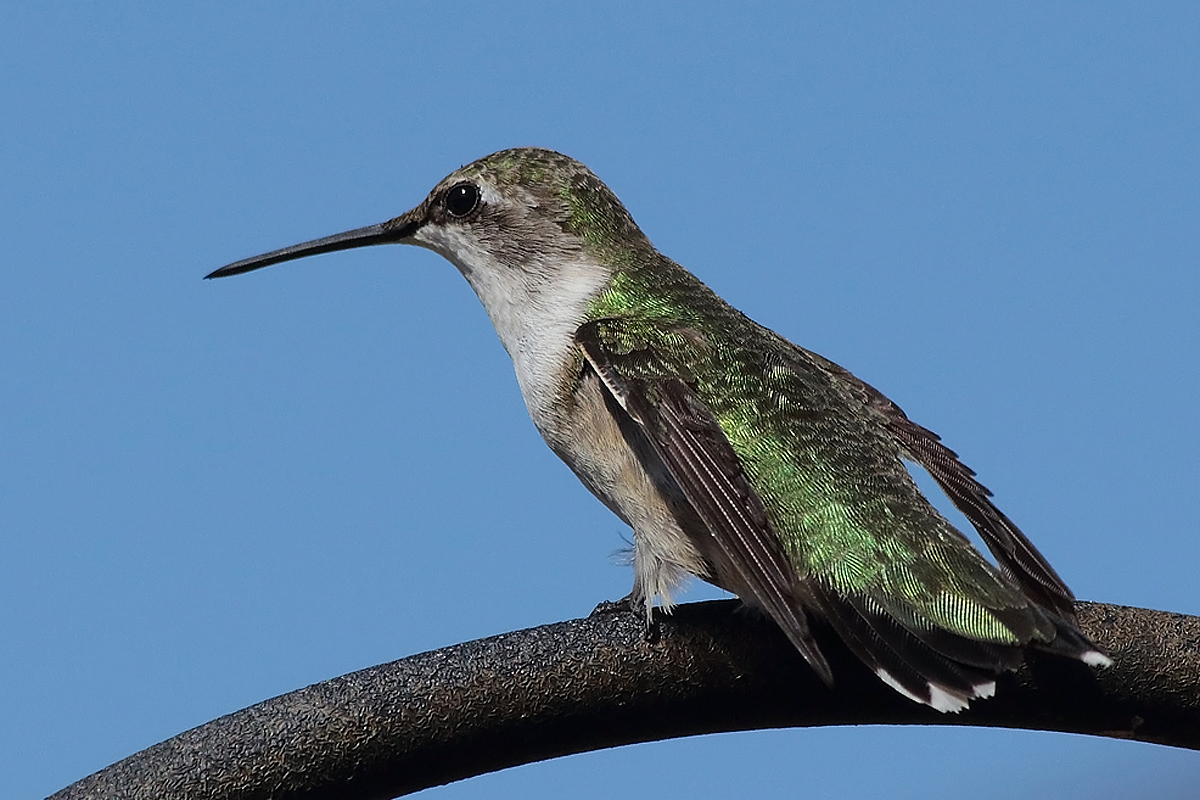 RT hummingbird