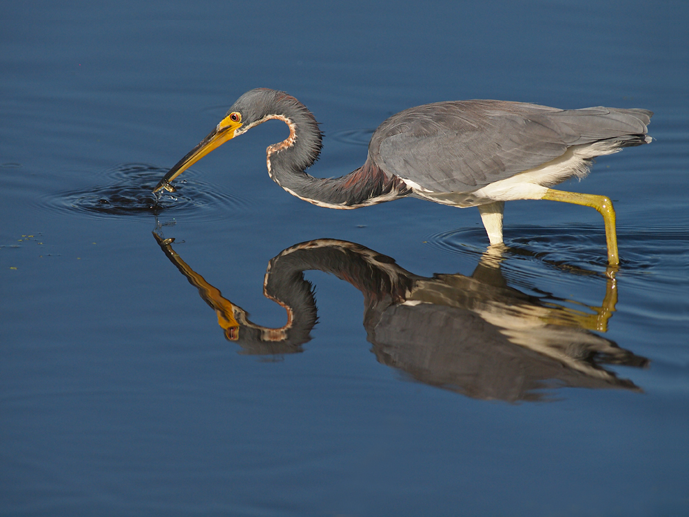 Tricolored Heron & Snack