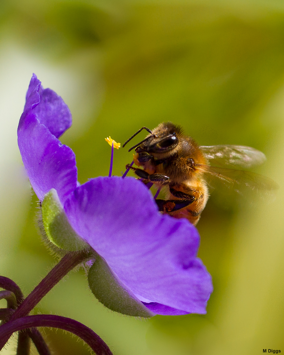 Honey Bee on Spiderwort