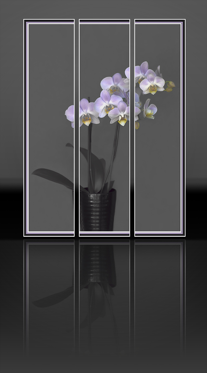 Orchid Triptych 3