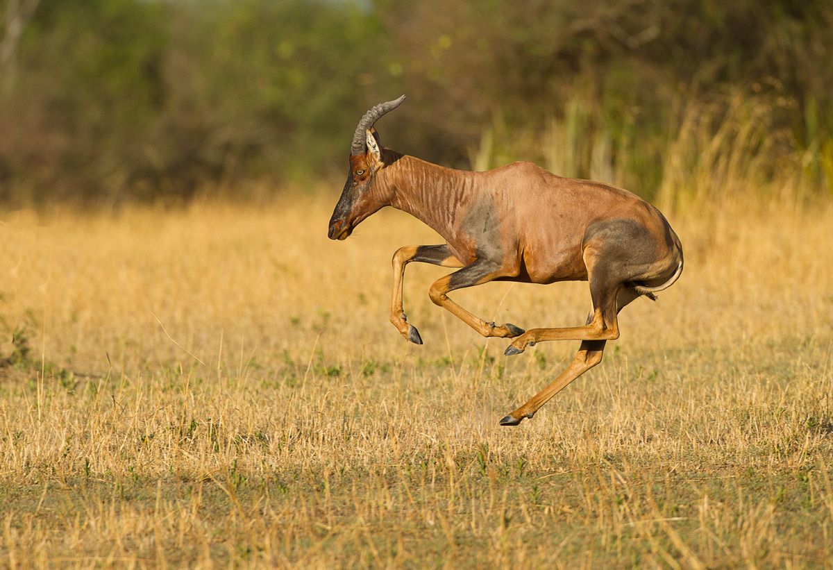 Topi on the run