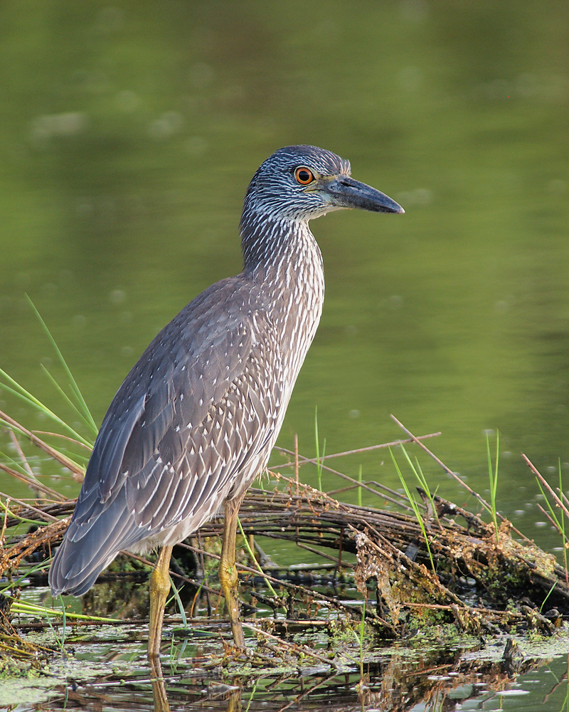 YCNH Juvenile