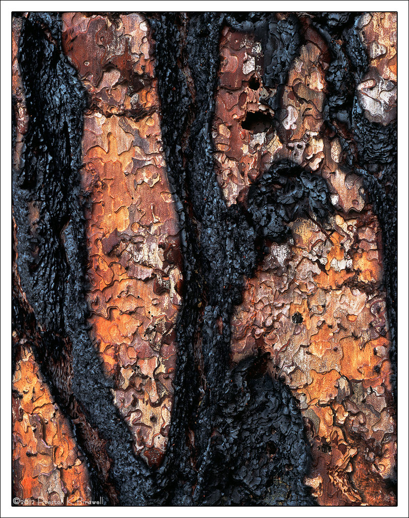 Ponderosa Pine