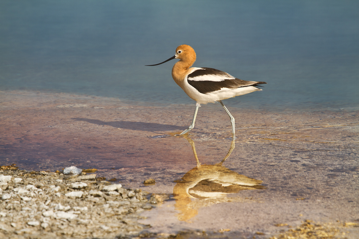 Avocet and Hot Springs