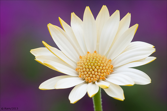 Osteospermum Portrait 