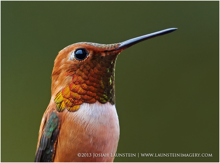 Rufous Portrait