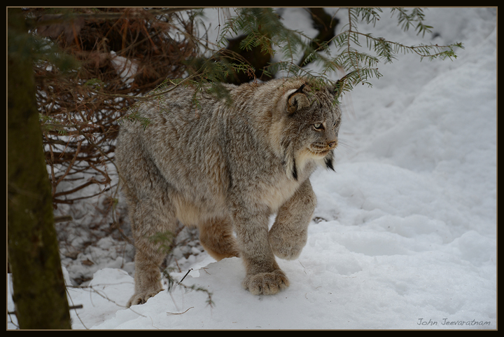 Canada Linx