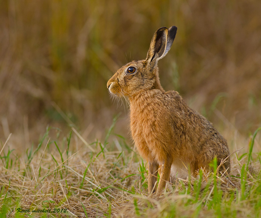 Brown Hare.