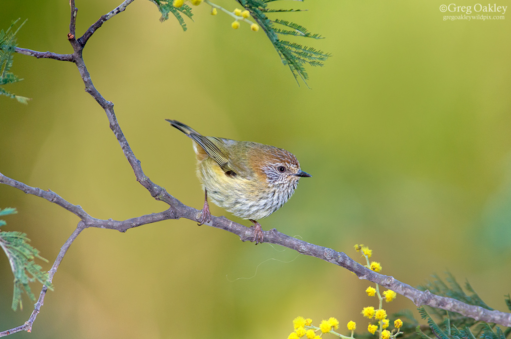 Striated Thornbill
