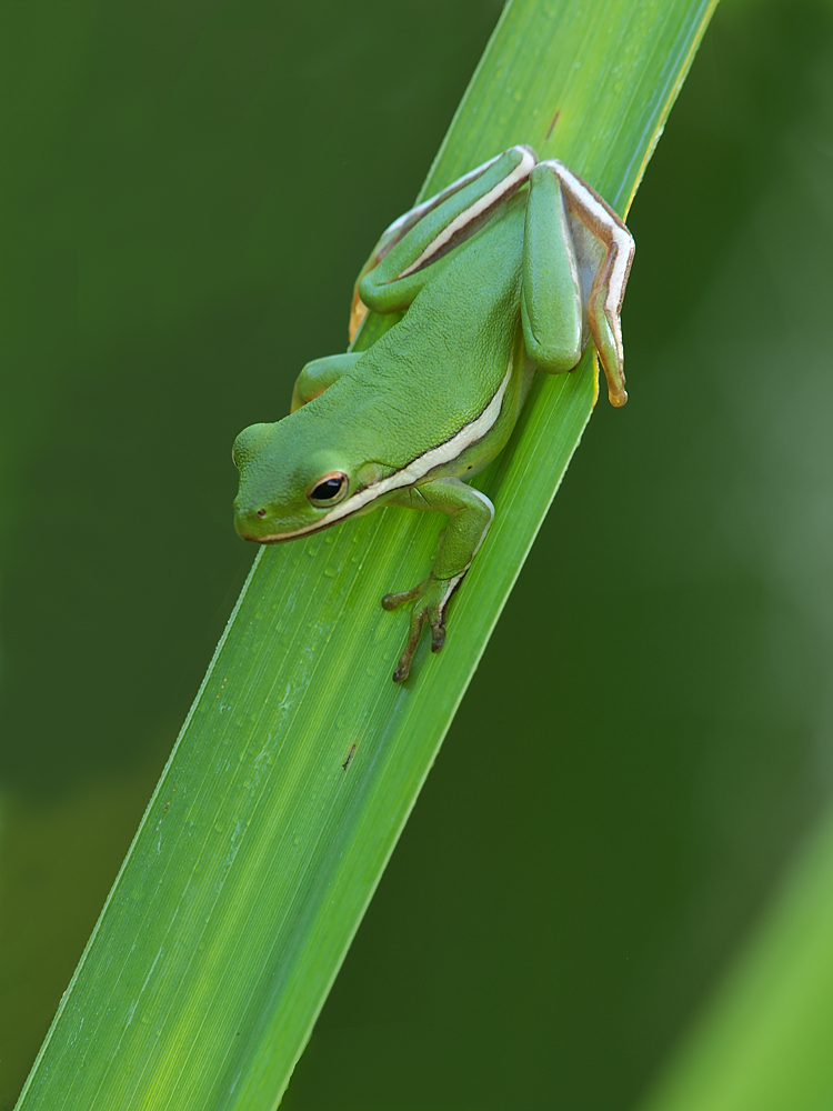 Tree Frog on Sawgrass