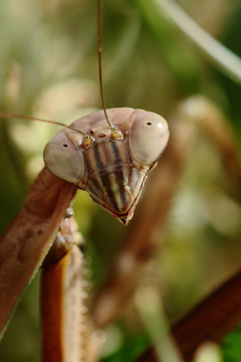 Praying mantis