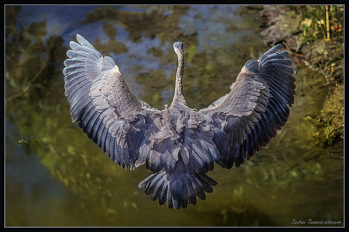 Big blue