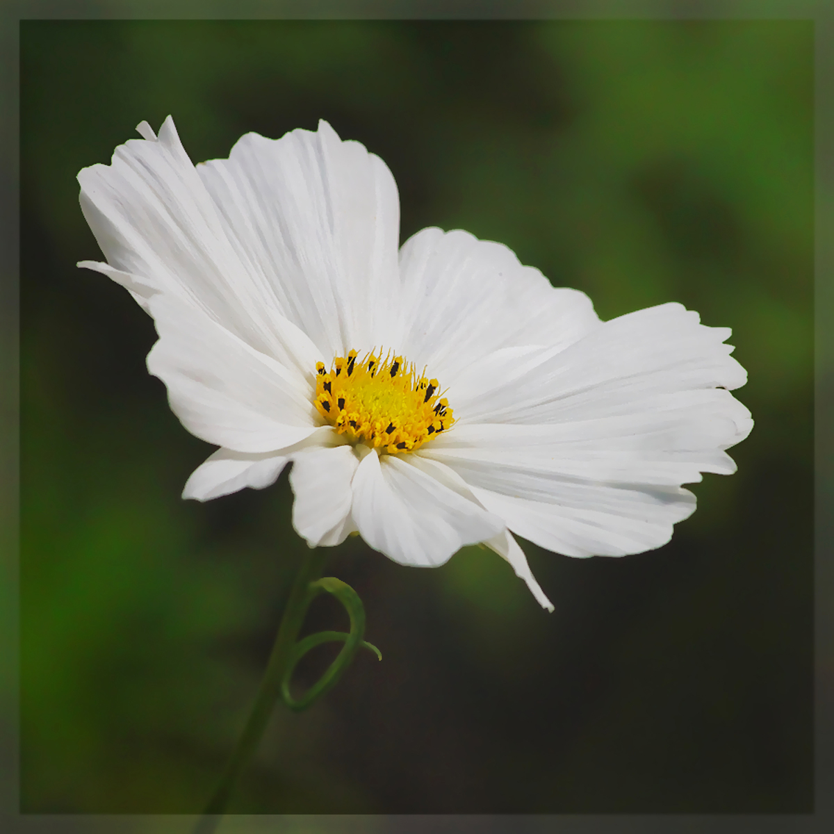 Simply a Cosmos