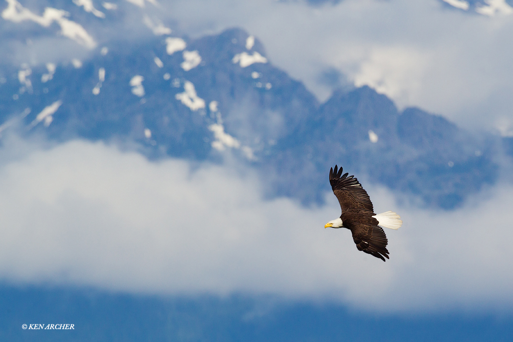 Bald Eagle, Olympic Mtns