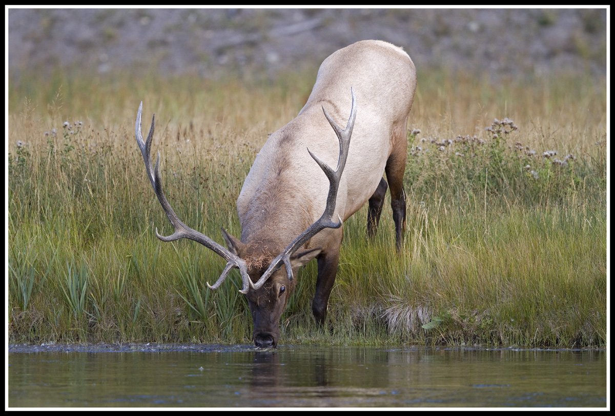 Madison River Drink