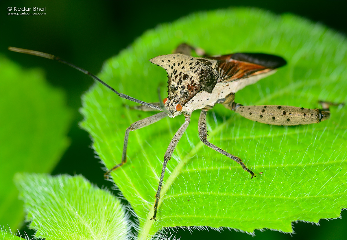 Insect macro