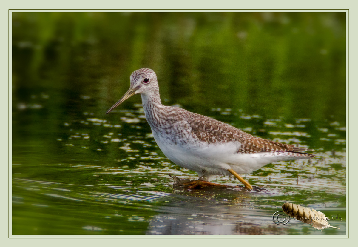 Greater Yellowlegs