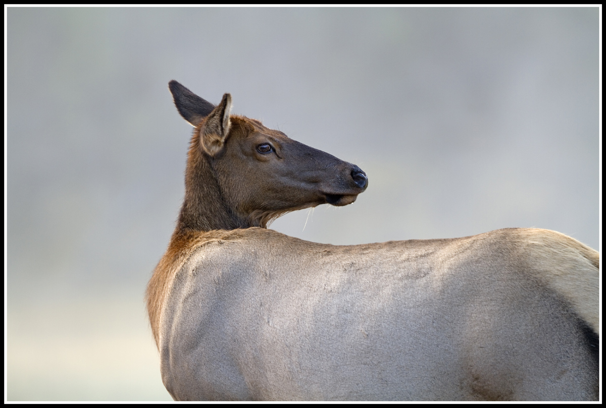Cow Elk