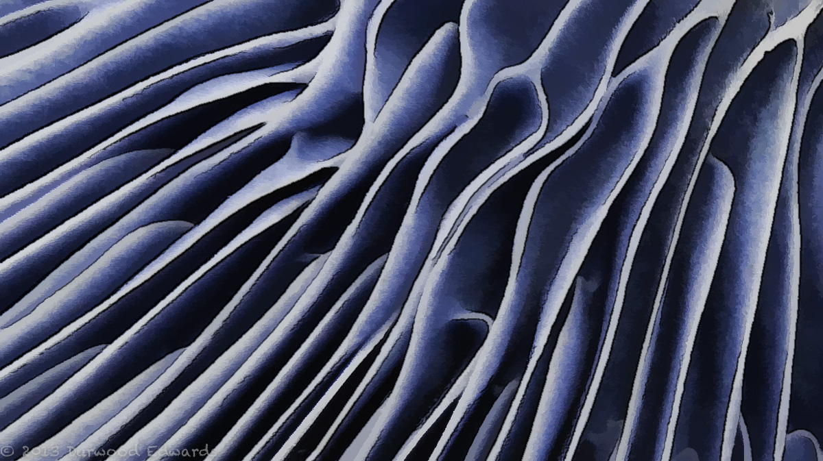 Indigo