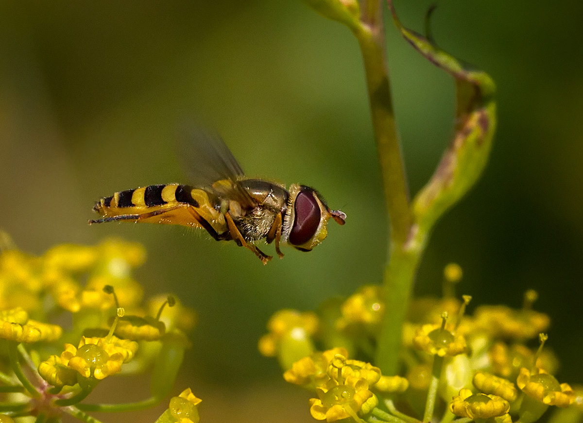 Hoverfly