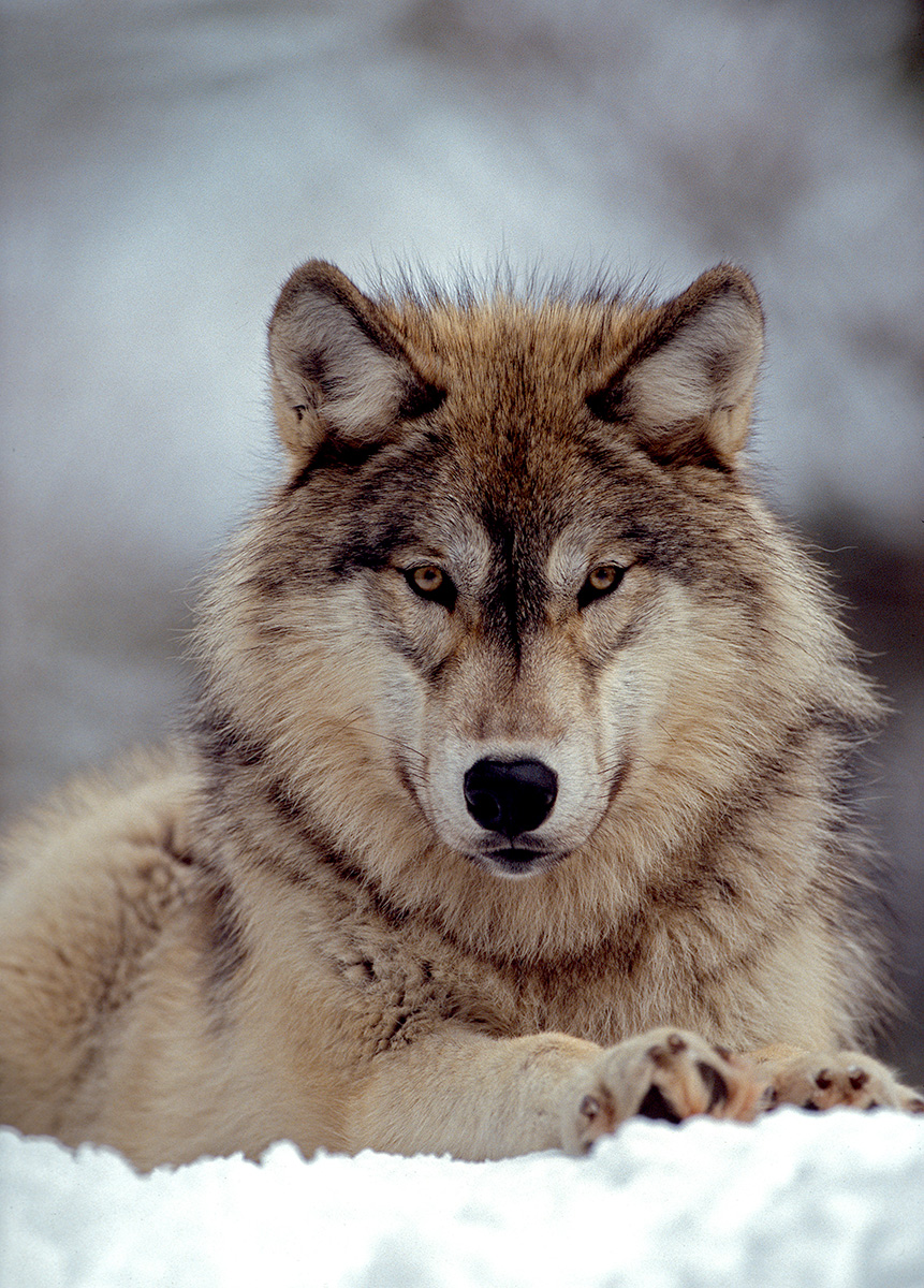 Wolf portrait