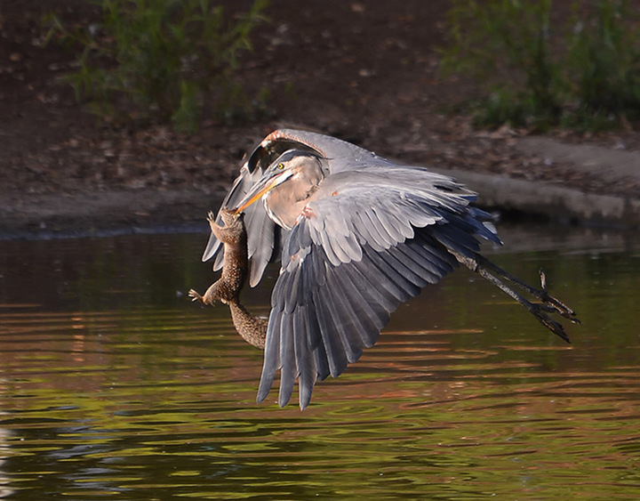 Heron/Squirrel