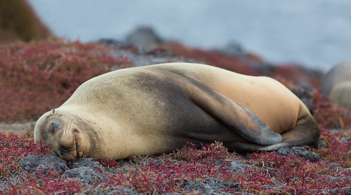 Sleeping Sea Lion