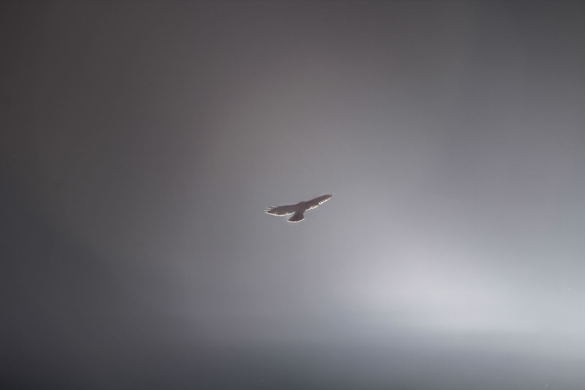 Broadwing hawk