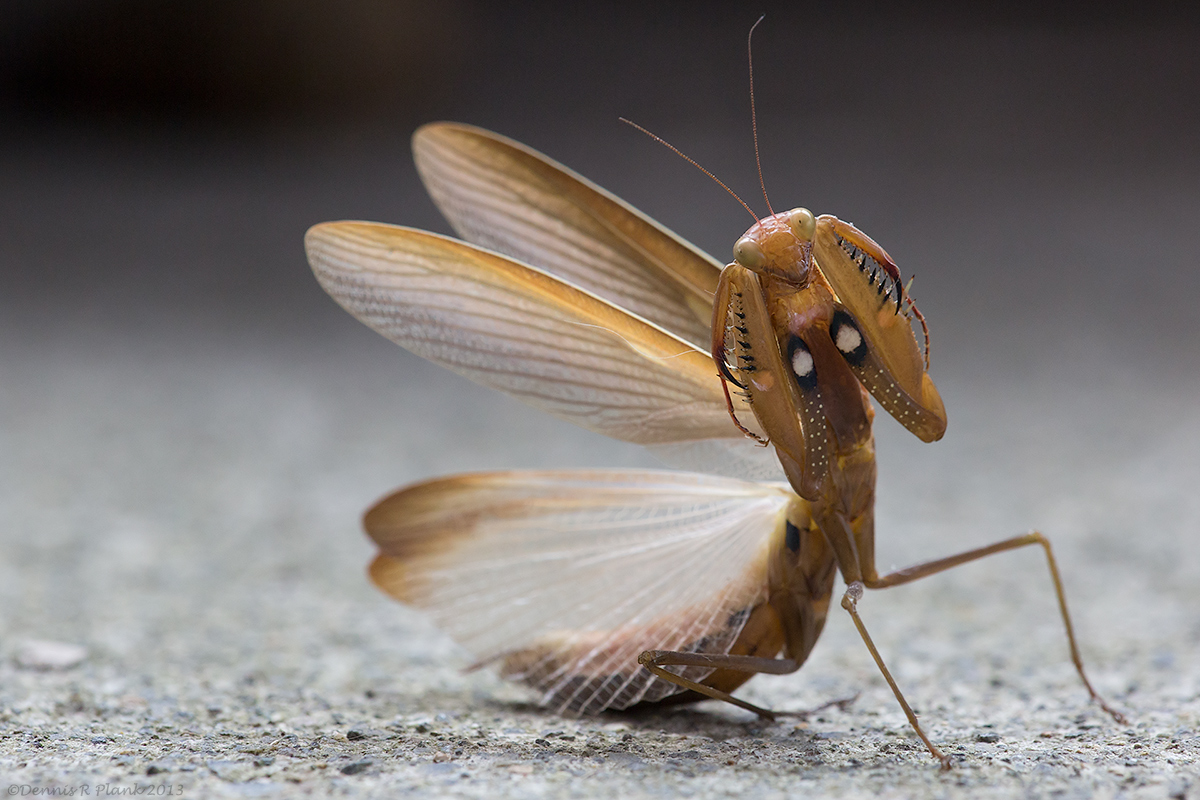 Praying Mantis