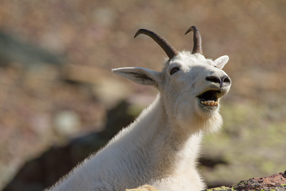 Nanny 