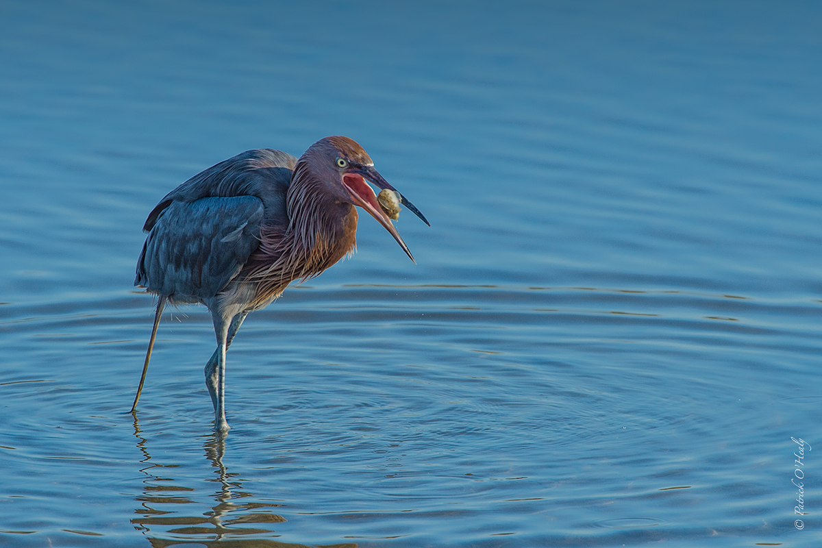 Reddish Egret
