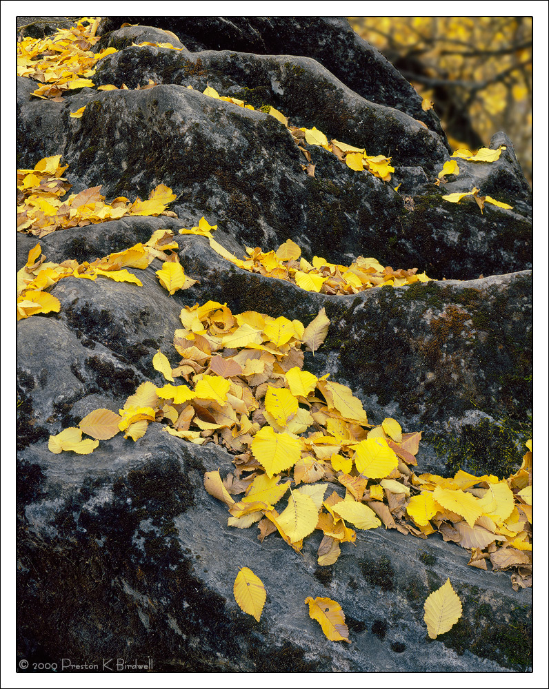 Leaf Cascade
