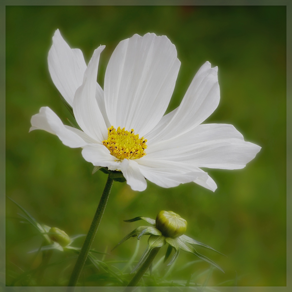 Cosmos and Buds