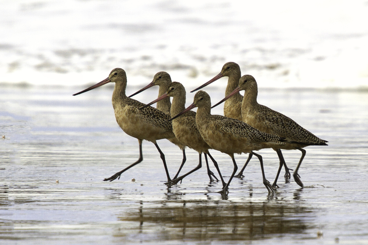 Marching Godwits