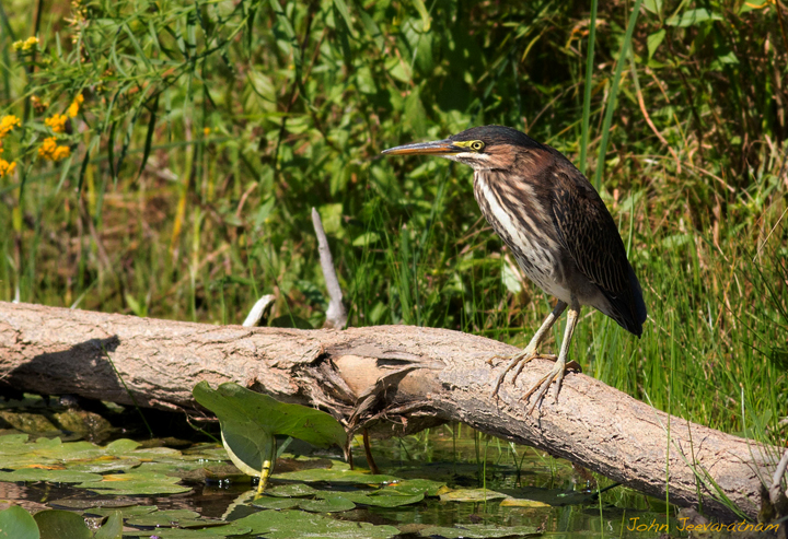 Green Heron