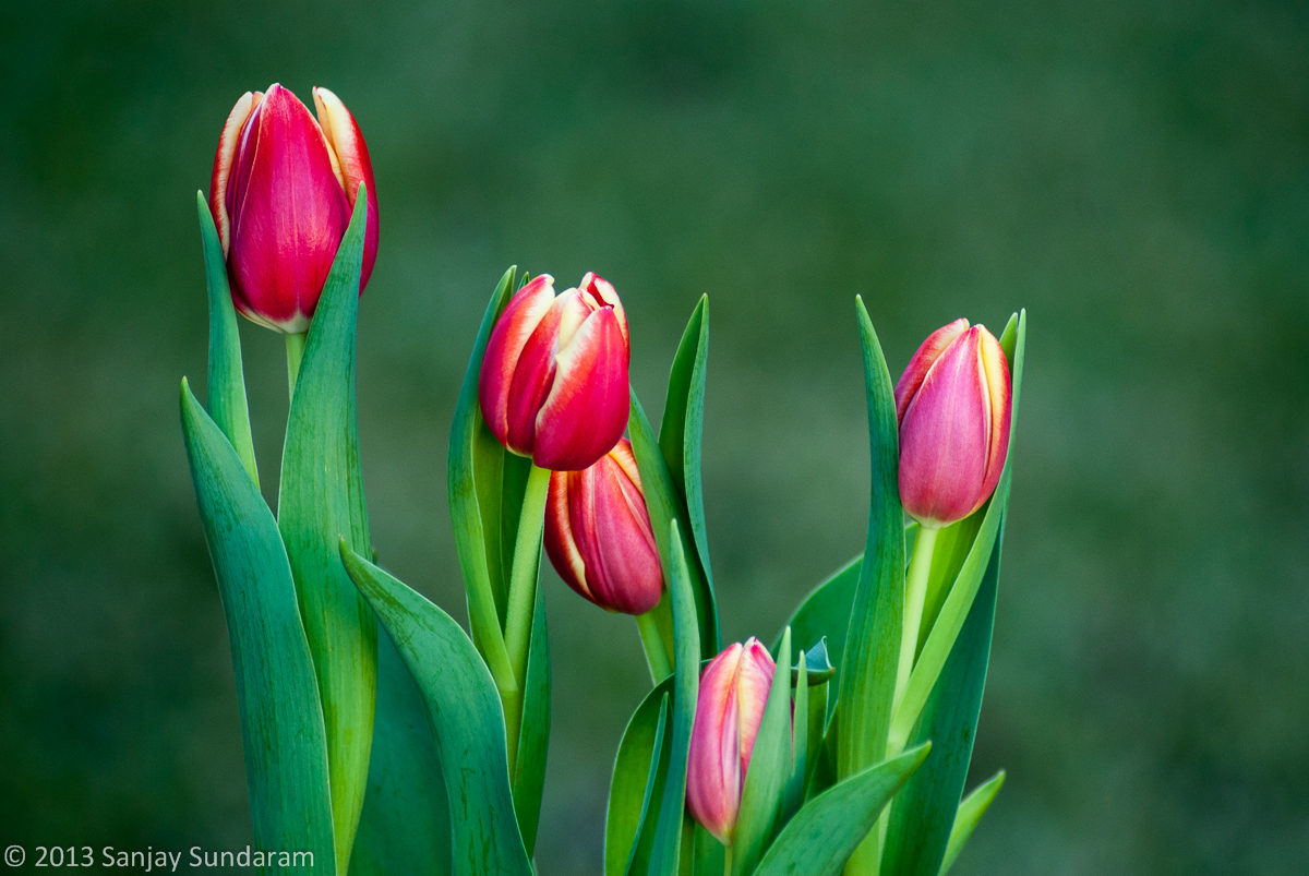 Bunch of Tulips