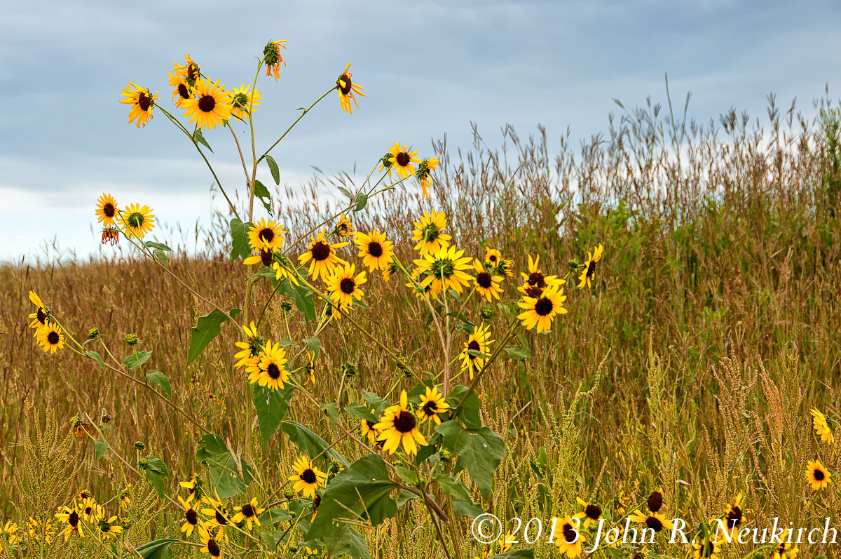 Pure prairie