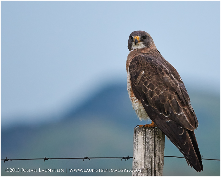 Swainson's Hawk