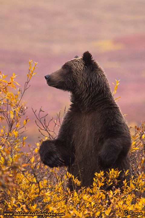 Standing Bear