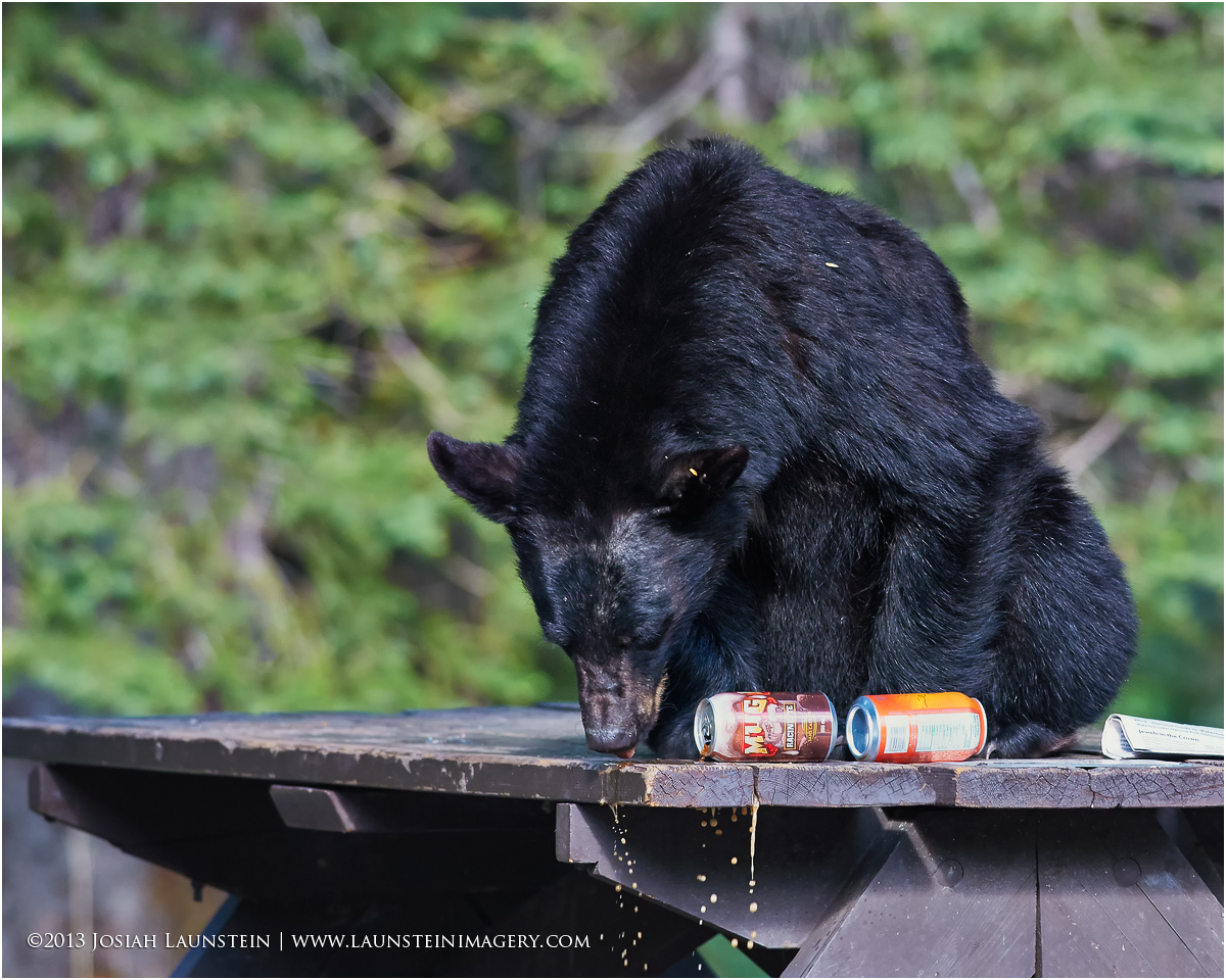Picnic Bear