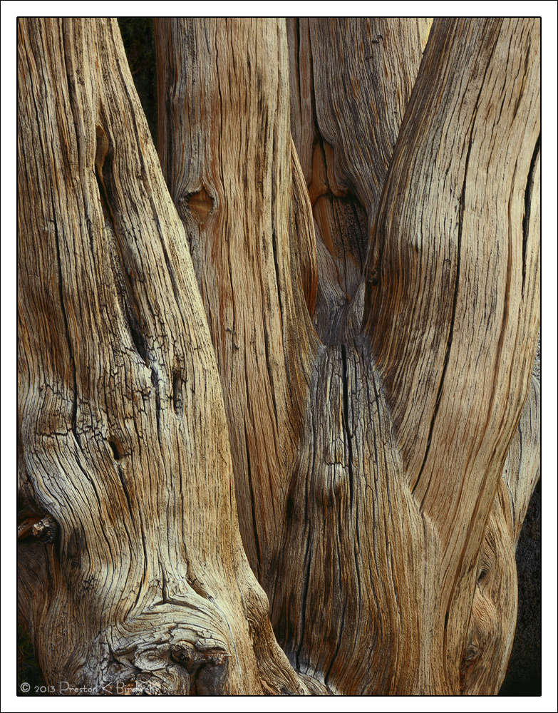 Aged Whitebark