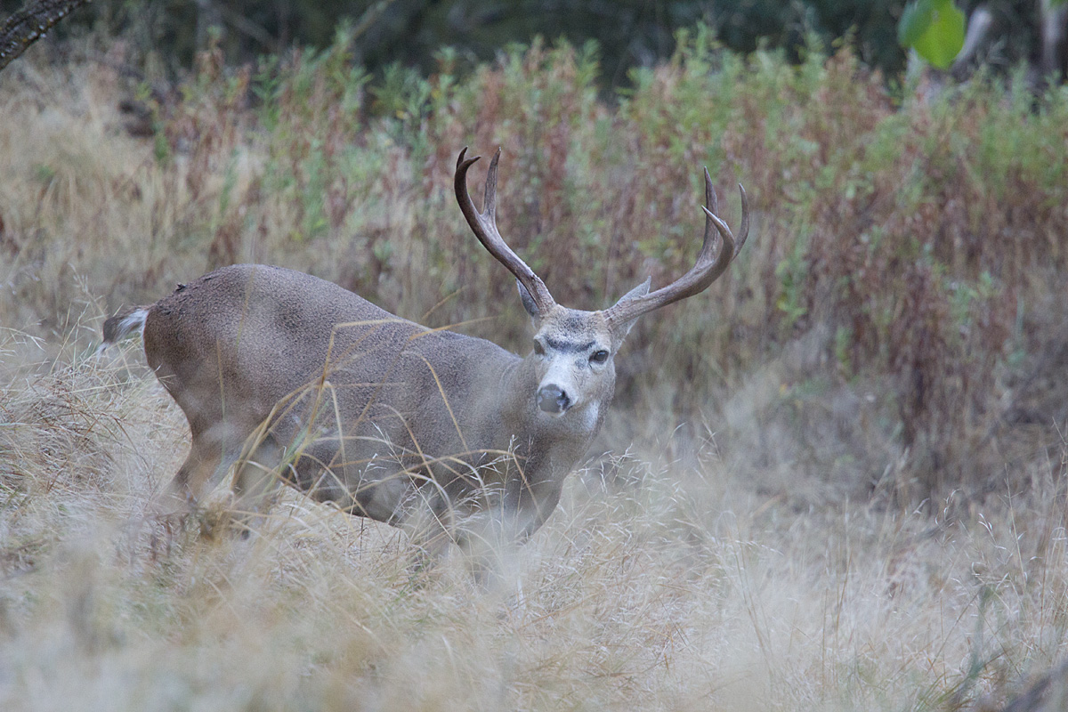 And too (2) Bigger Bucks