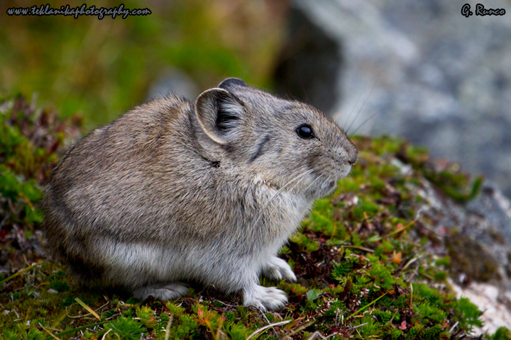 Collared Pika