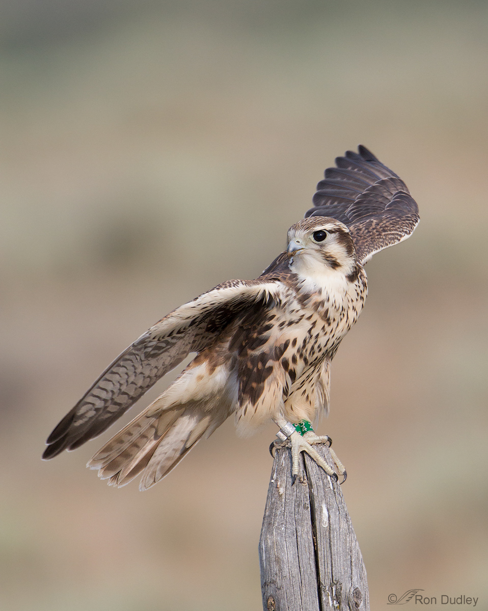 Prairie Falcon