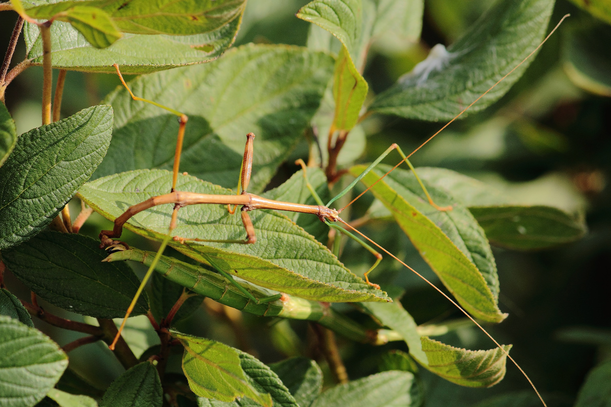 mating sticks